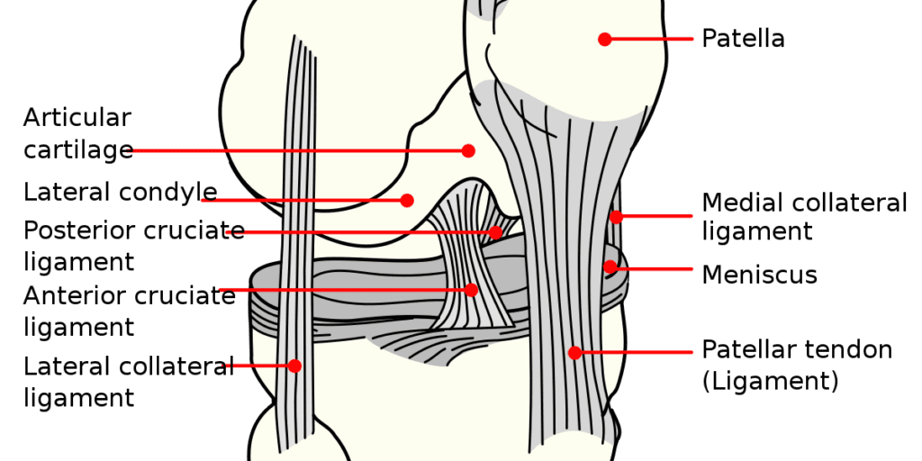 ACL Tear Surgery - Dr. Sabrina Strickland